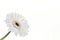 One white isolated gerbera flower