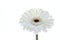 One white isolated gerbera flower