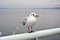 One white larus ridibundus stands on the handrail