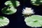 One white lily flower blossom on blue water and green leaves background close up, beautiful waterlily in bloom on pond, lotus