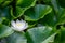 One white lotus flower and raindrops on leaves in summer. Nymphaea alba. European white water lily. White water rose. White