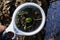 One white magnifying glass in hand increases the green bud with small leaves