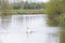 One white mute swan, Cygnus olor, gliding across a lake at dawn. Amazing morning scene, fairy tale, swan lake, swan