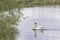 One white mute swan, Cygnus olor, gliding across a lake at dawn. Amazing morning scene, fairy tale, swan lake, swan