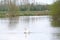 One white mute swan, Cygnus olor, gliding across a lake at dawn. Amazing morning scene, fairy tale, swan lake, swan reflected in