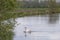 One white mute swan, Cygnus olor, gliding across a lake at dawn. Amazing morning scene, fairy tale, swan lake, swan reflected in