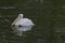 One white pelican