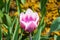 One white-pink large Tulip Bud