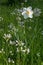 One white poets daffodil and cuckoo flowers, blurry park background. narcissus poeticus flower