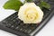 One white rose on black keyboard cut out on white background. A bit of romance in everyday life, Valentine concept.