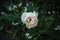 One white roseship flower on a dark green background, close-up