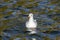 One white seagull swinging on the waves