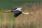 One white storks ciconia ciconia in flight with reed, sunlight
