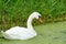 One white swan with orange beak, swim in a pond. Duckweed floats in the water