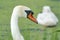 One white swan with orange beak, swim in a pond. Swan duck in background. Head and neck only. Duckweed floats in the water