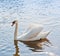 One white swan swims