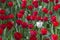 One white tulip in a variety of red tulips. Concept be special, stand out from crowd you will be noticed, be different