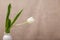 One white Tulip in a white vase on a beige background. Still life in the style of minimalism. Laconic composition