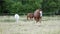 One white and two chestnut or brown horse with long mane grazing on field near forest