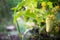 One white type angel cucumber on a bed among yellow flowers. Hybrid varieties of cucumbers in the garden