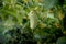 One white type angel cucumber on a bed among yellow flowers. Hybrid varieties of cucumbers in the garden