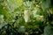 One white type angel cucumber on a bed among yellow flowers. Hybrid varieties of cucumbers in the garden