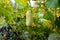 One white type angel cucumber on a bed among yellow flowers. Hybrid varieties of cucumbers in the garden