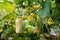 One white type angel cucumber on a bed among yellow flowers. Hybrid varieties of cucumbers in the garden