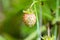 One white unripe strawberry in the leaves green background macro