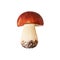 One whole edible mushroom on white background isolated close up, boletus edulis, beautiful brown cap boletus, penny bun, cep