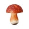 One whole edible mushroom on white background isolated close up, boletus edulis, beautiful brown cap boletus, penny bun, cep