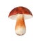 One whole edible mushroom on white background isolated close up, boletus edulis, beautiful brown cap boletus, penny bun, cep