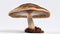 One whole edible mushroom on white background. Neural network AI generated