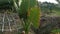 One wild giant taro leafy green plant