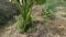 One wild giant taro leafy green plant