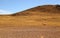 One wild Vicuna at the foothills of the Chilean Andes, Atacama desert, Chile