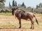 One wildebeest, also called gnus Connochaetes stands on a sunny day and looks around