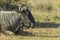 One wildebeest lying on the ground