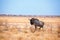 One wildebeest on yellow grass and blue sky background close up in Etosha National Park, safari during the dry season in Namibia