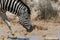 One wildlife zebra drinking at waterhole in dry savanna