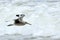 One Willet flying close to surf