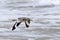 One Willet flying close to surf