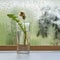 One wilting dandelion on a windowsill by a wet window, spring rainy day.