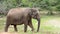 One Wlid Elephant In National Park