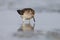 One wood sandpiper stands in the water with a reflection.