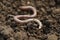 One worm on wet soil, closeup. Terrestrial invertebrates