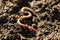 One worm on wet soil, closeup. Terrestrial invertebrates