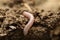 One worm in wet soil, closeup. Terrestrial invertebrates