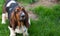 One year old Basset hound (Canis lupus familiaris) in the yard of a hobby farm.