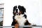 One year old bernese mountain dog